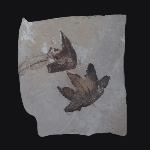 ฟอสซิลรูปใบไม้