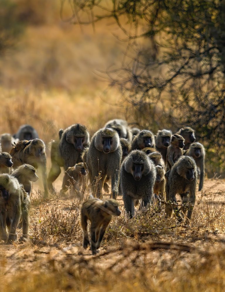 อคติทางเพศในการทำความเข้าใจวานรและมนุษย์
